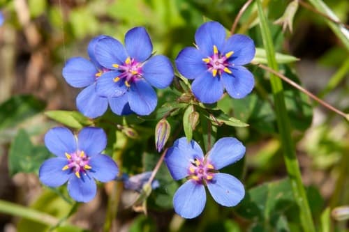 Flax-leaved Blue Pimpernel