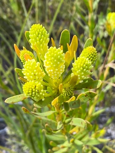 Broadleaf Featherbush
