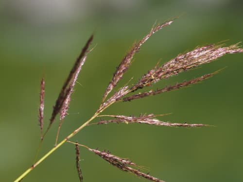 Australian Bluestem