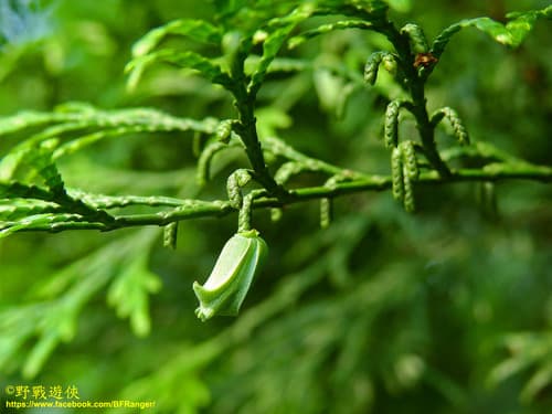 Taiwanese Incense-cedar Bonsai