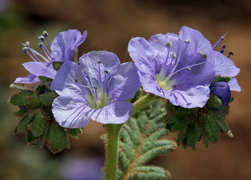 Great Valley phacelia