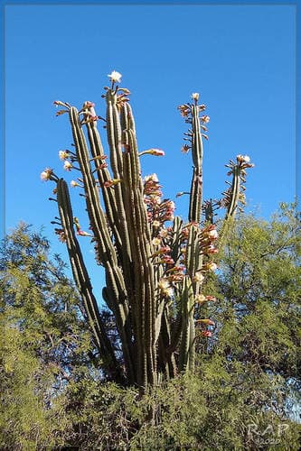 Andes organ pipe cactus