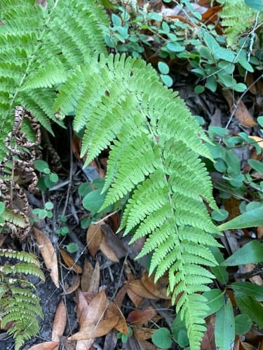 Coastal Woodfern