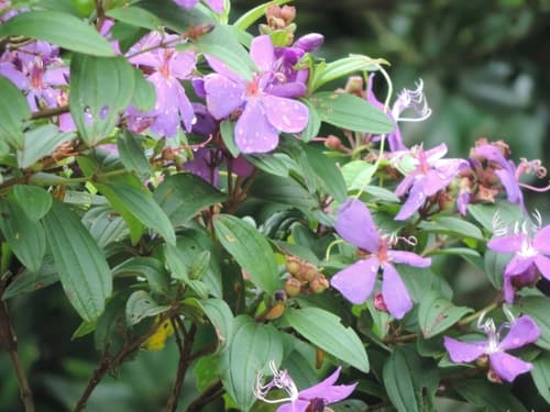 Glory Bush Tree Bonsai