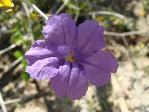 Ruellia californica Flower