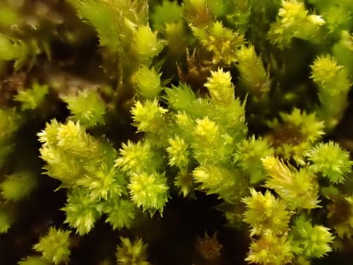 Flat-brocade Moss