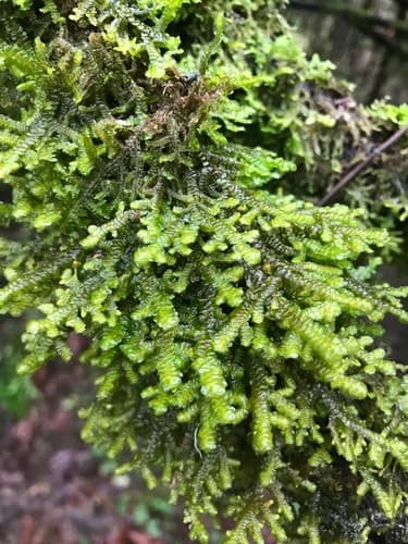 Tree Ruffle Liverwort