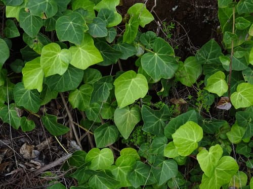 Canary Islands Ivy