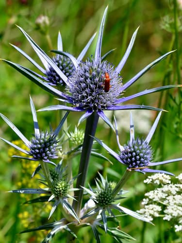 Pyrenean Eryngo