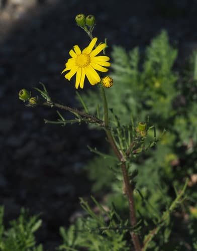 Buck's horn groundsel Bonsai