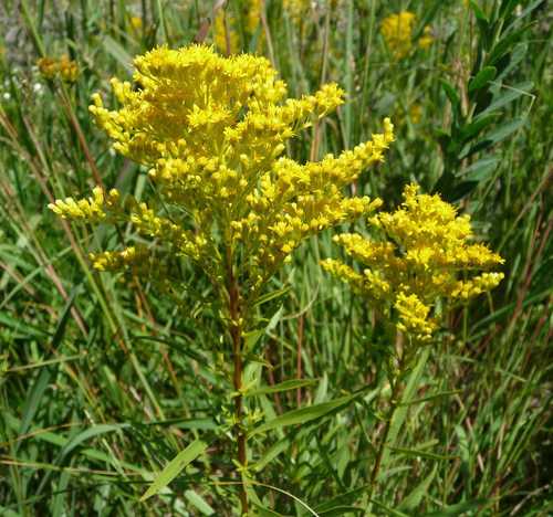 Missouri Goldenrod