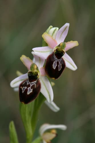False Spider Orchid
