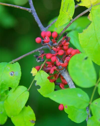Northern Prickly Ash