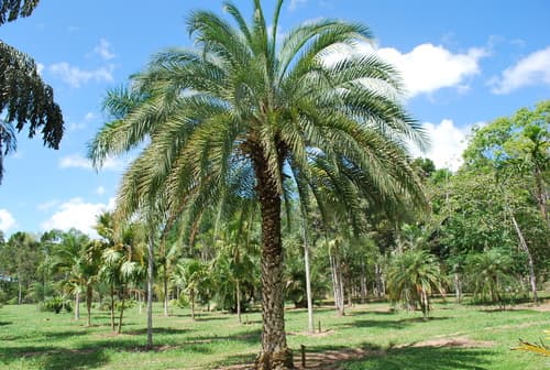 Sugar Date Palm