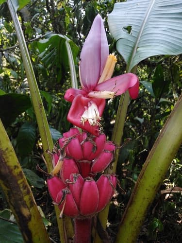 Pink Banana