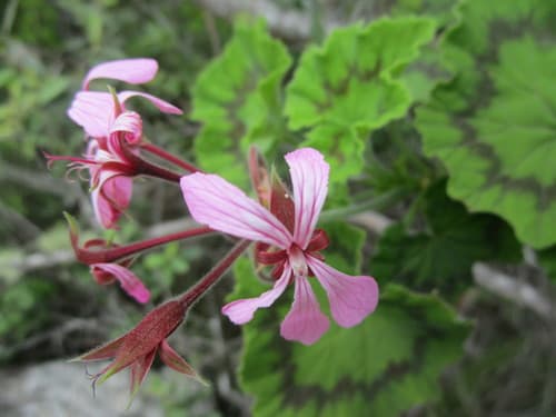 Horseshoe Geranium