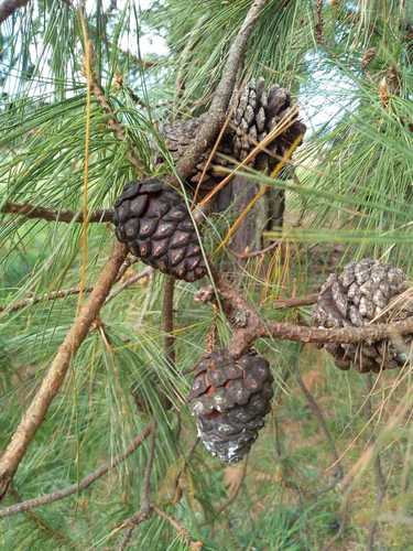 Chihuahuan Pine Bonsai