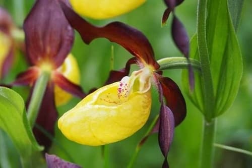 Lady's-slipper