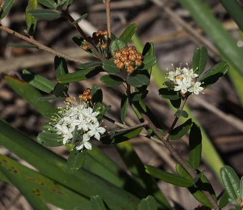 Scaly Phebalium Bonsai