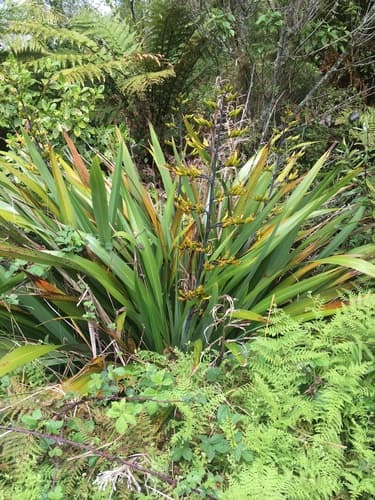 Mountain Flax Bonsai