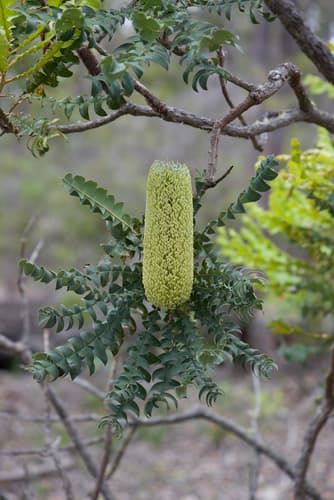 Giant Banksia