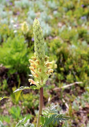 Bracted Lousewort Bonsai Specimen