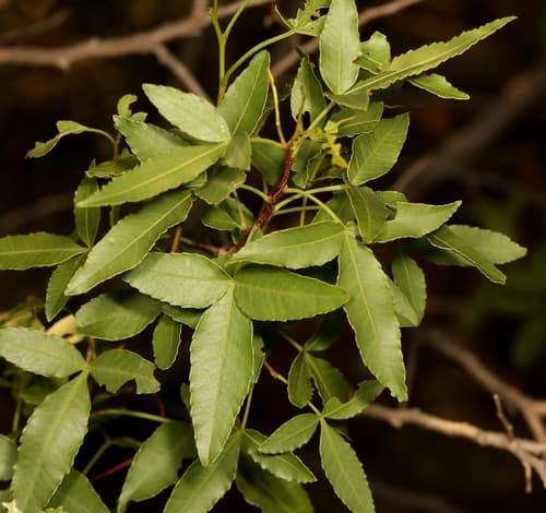 Mountain Karree Bonsai