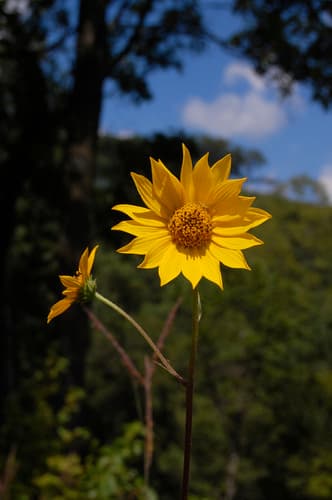Fewleaf Sunflower Bonsai
