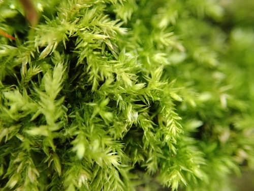 Clustered Feather-moss