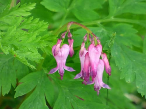 Fringed Bleeding Heart
