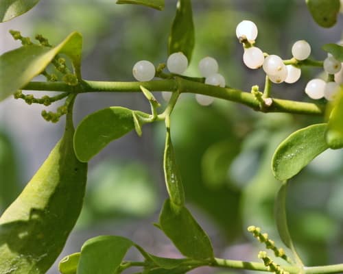 American Mistletoe