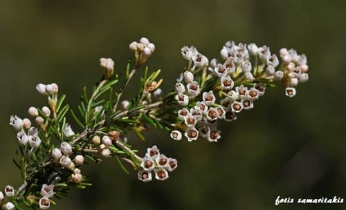 Tree heath Bonsai