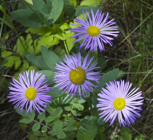 Aspen Fleabane