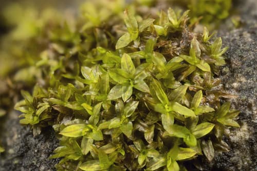 Hyophila Moss