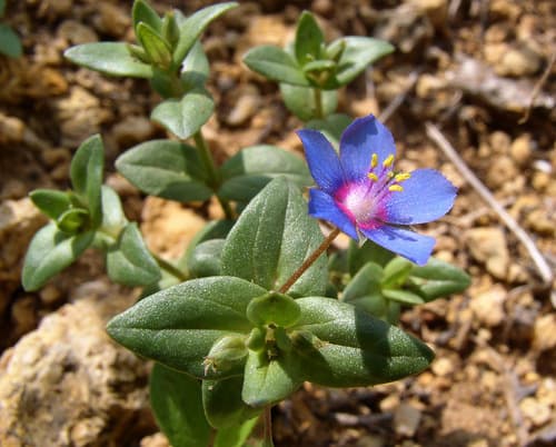 Foemina Blue Pimpernel