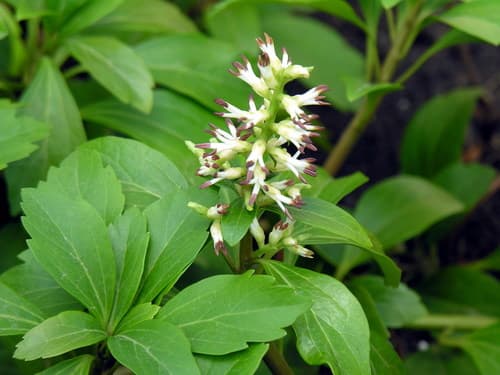 Japanese Pachysandra
