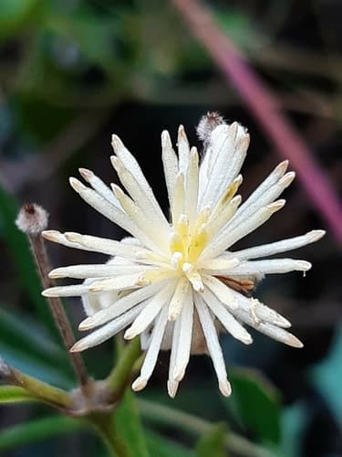 Clematis campestris Flower