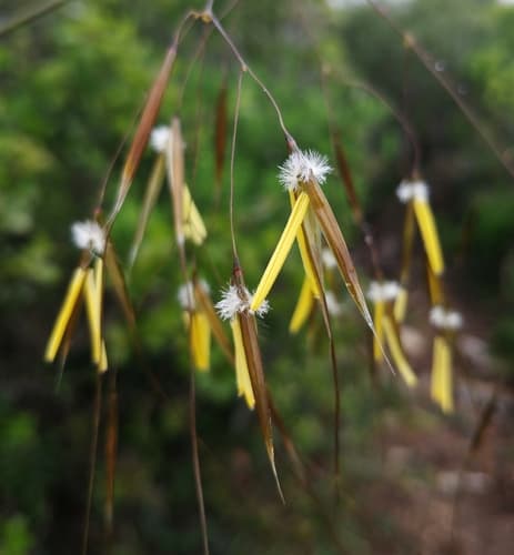 Giant Needle Grass