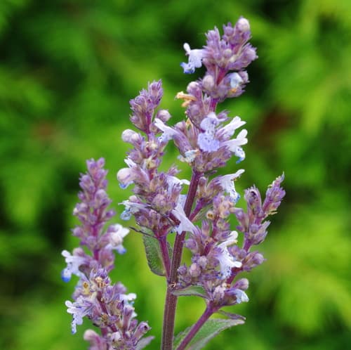 Nepeta nuda