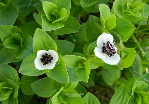 Swedish Cornel Bonsai