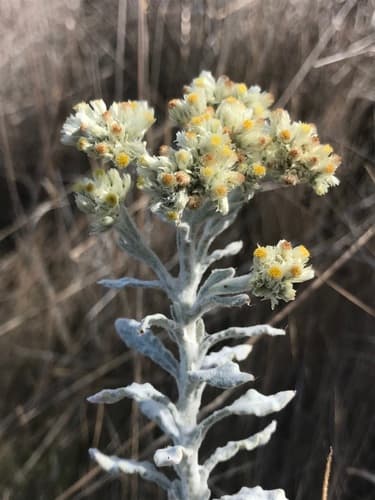 Feltleaf Everlasting