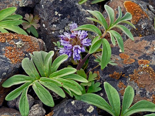 Ballhead Waterleaf Bonsai