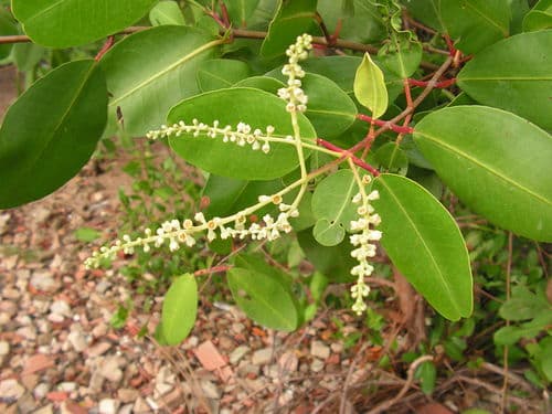 White Mangrove Bonsai