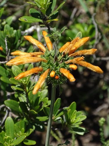Rock Lionspaw Bonsai