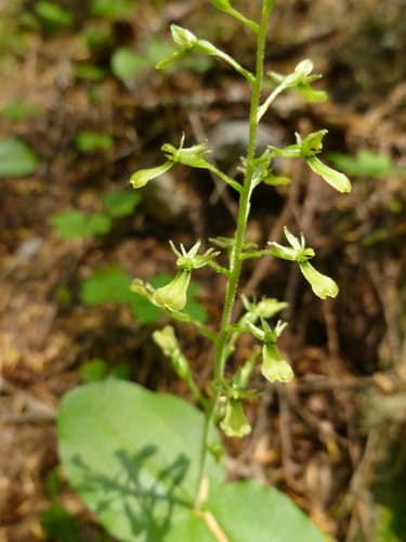 Northwestern Twayblade