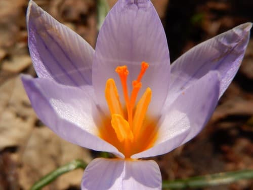 Silvery Crocus