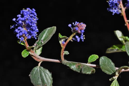 Woollyleaf Ceanothus