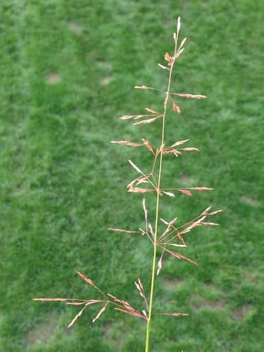 Redtop Grass
