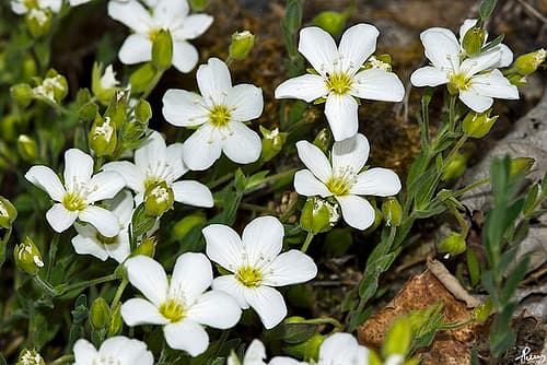 Mountain Sandwort