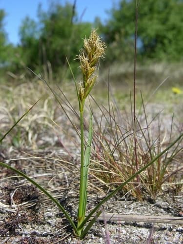 Sand Sedge